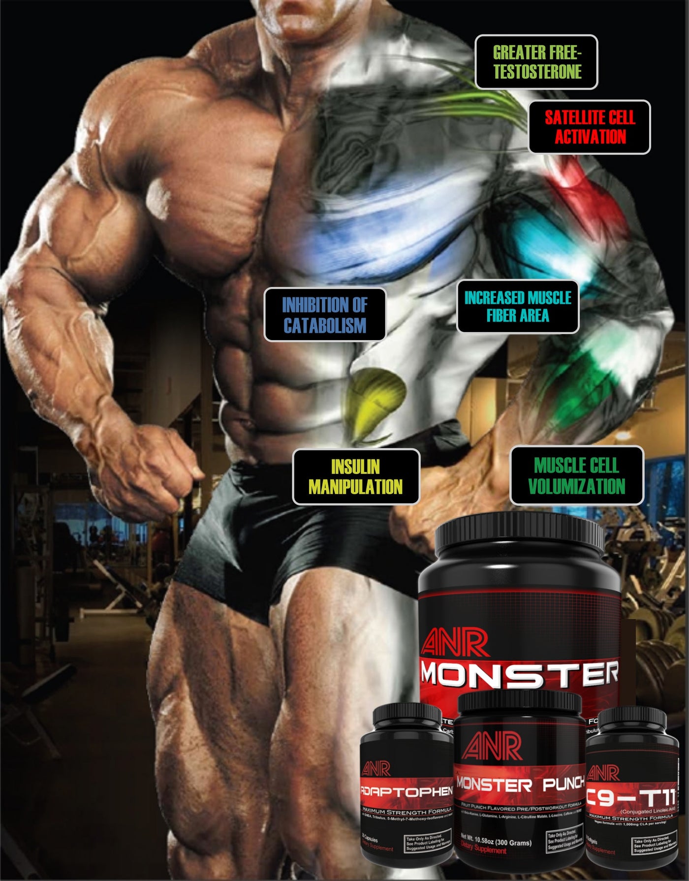 Muscle System Monster Monster Muscle Building System HP 2.0 – TeamANR